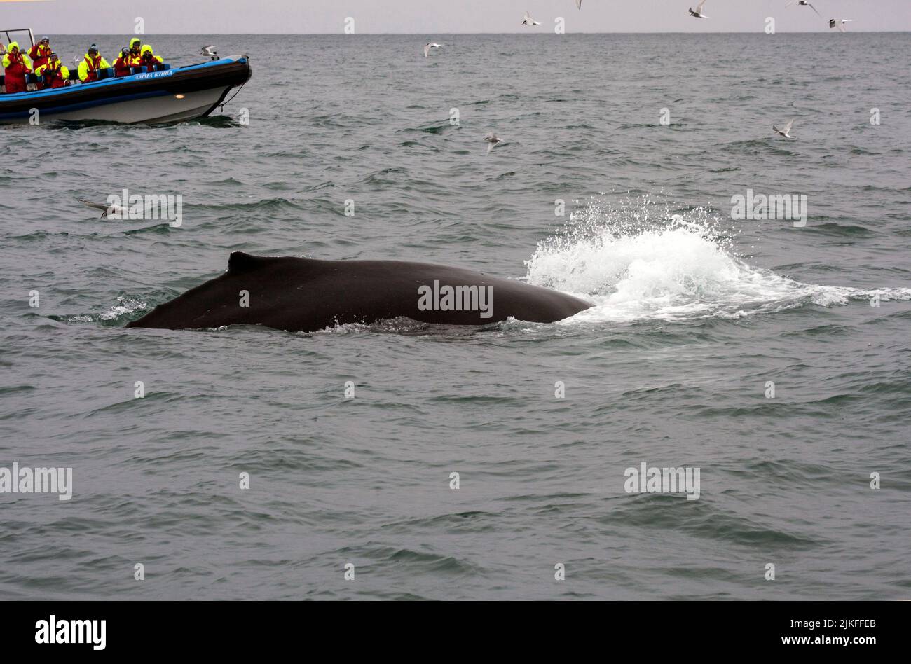 Iceland whale rib hi-res stock photography and images - Alamy