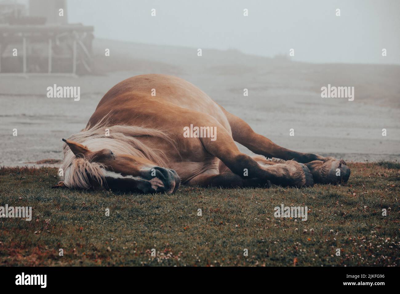 Sleeping horse laying down on mountain in the fog Stock Photo