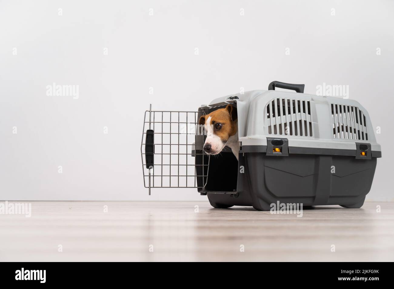 Jack Russell Terrier dog peeking out of travel cage Stock Photo Alamy
