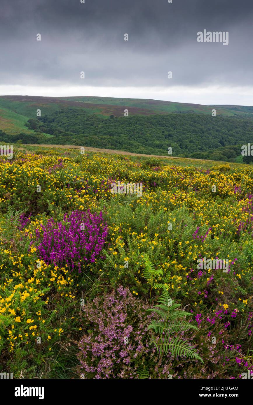 Heather and gorse in bloom at Higher Hare Knap in late summer in the Quantock Hills, Somerset, England. Stock Photo