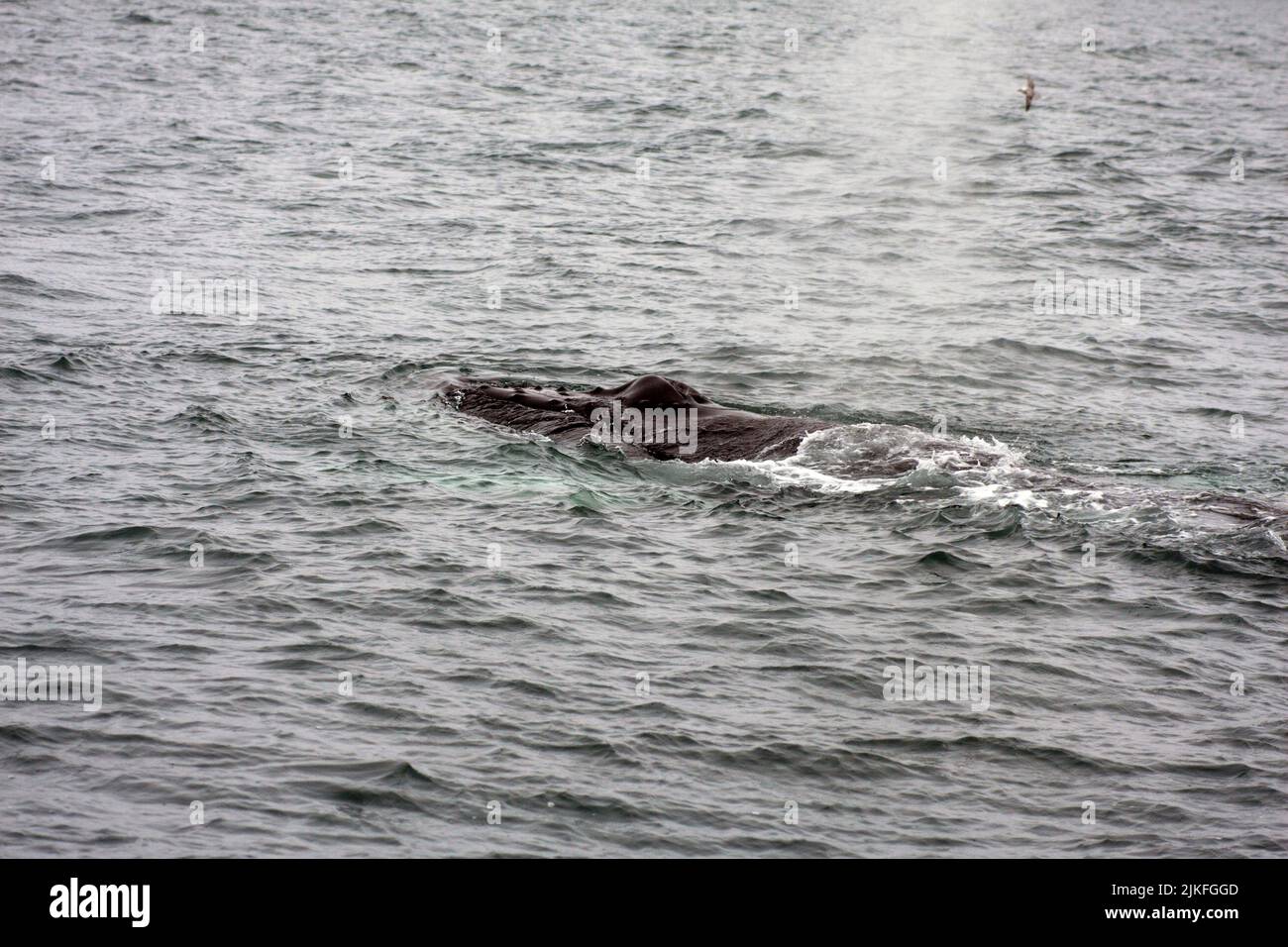 Whale blowholes hi-res stock photography and images - Alamy