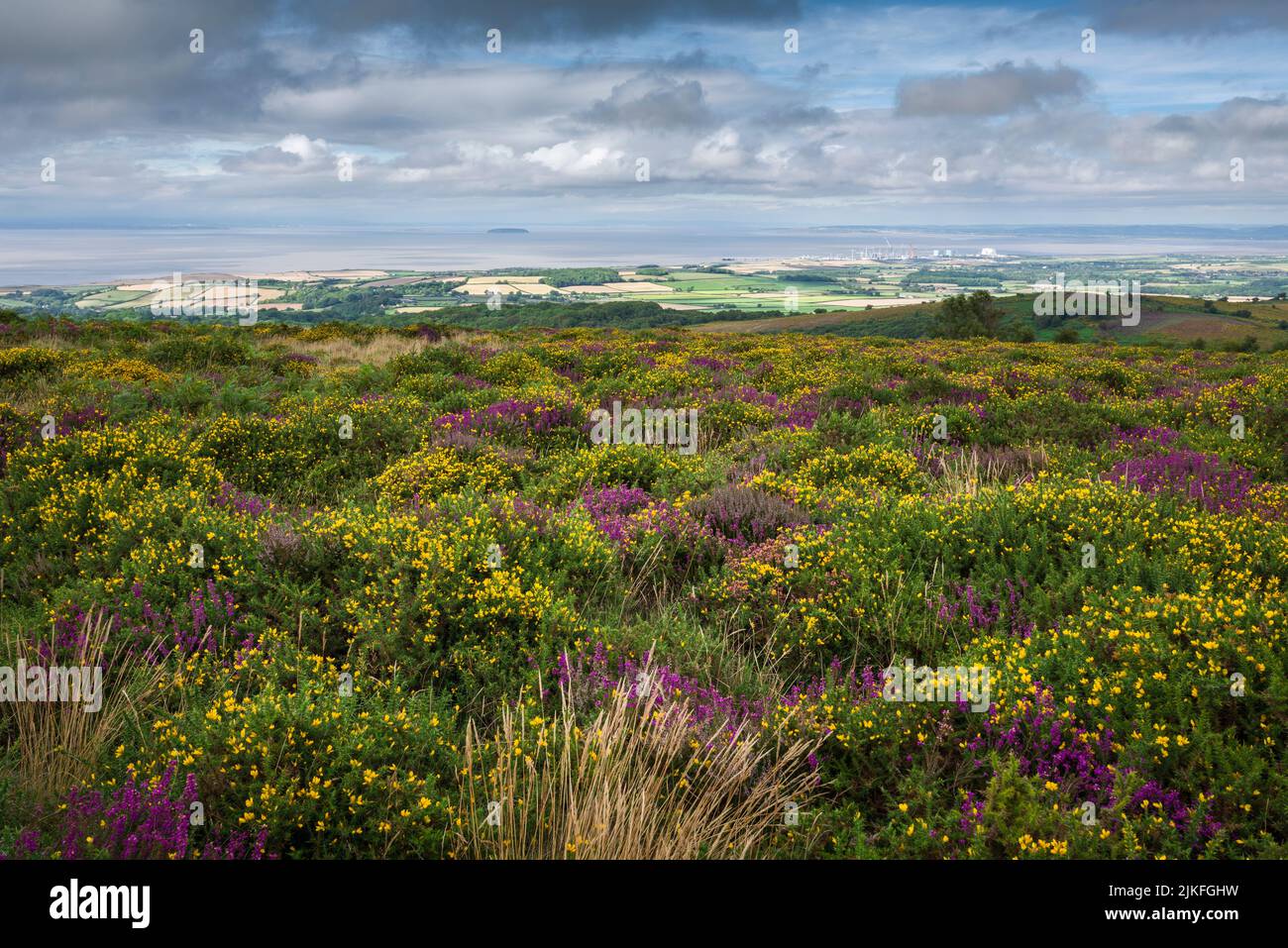 Heather and gorse in bloom at Higher Hare Knap in late summer with the Bristol Channel beyond in the Quantock Hills, Somerset, England. Stock Photo