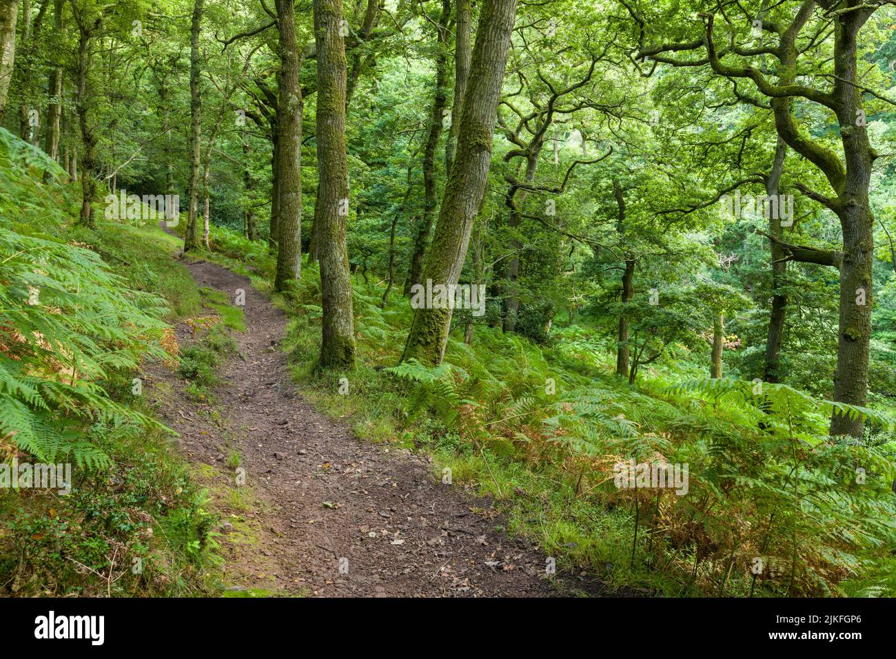 The bridleway descending into the woodland at Somerton Combe from Lower Hare Knap in the Quantock Hills, Somerset, England. Stock Photo