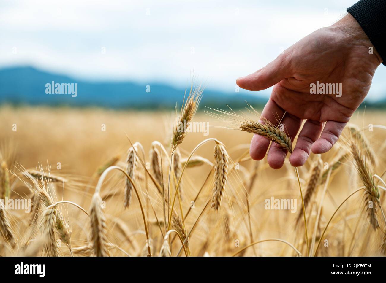 Farmers hand gently touching a golden ripe ear of wheat growing in the ...
