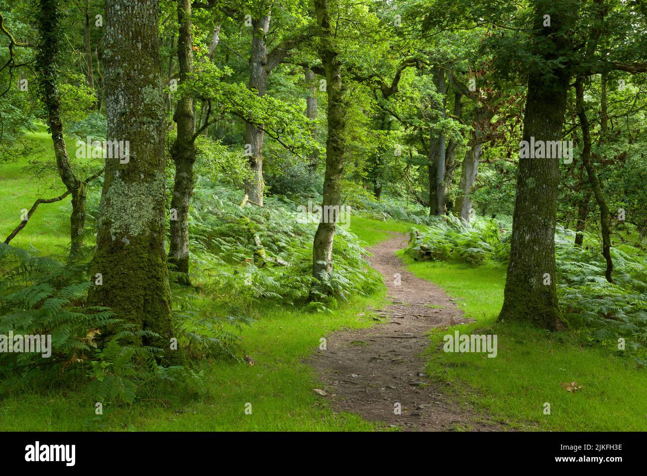 The bridleway through woodland at Somerton Combe from Lower Hare Knap in the Quantock Hills, Somerset, England. Stock Photo