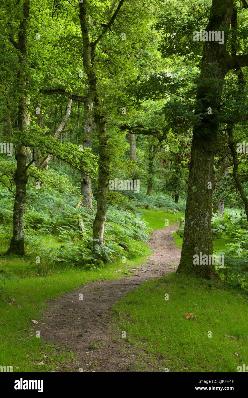 The bridleway through woodland at Somerton Combe from Lower Hare Knap in the Quantock Hills, Somerset, England. Stock Photo