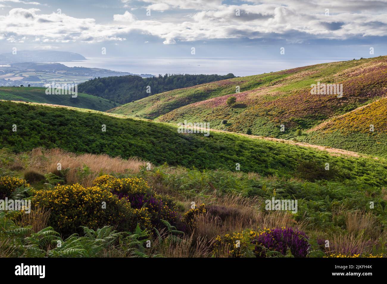 View from Weacombe Hill over Weacombe Combe and Beacon Hill in the Quantock Hills to the Bristol Channel in late summer, Somerset, England. Stock Photo