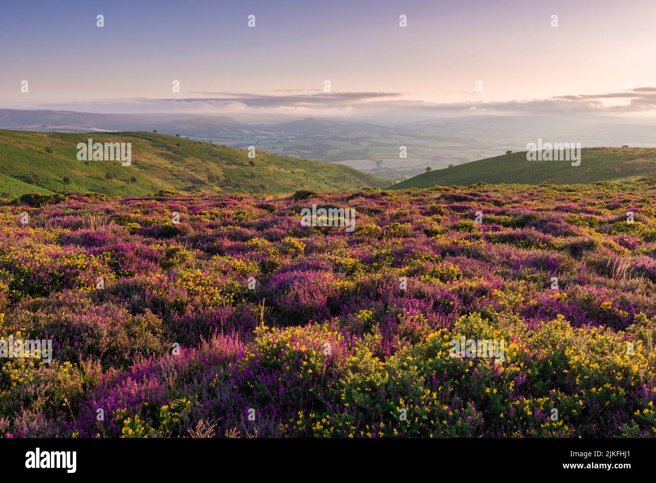 Heather and Gorse on Weacombe Hill above Bicknoller Combe in the Quantock Hills, Somerset, England. Stock Photo