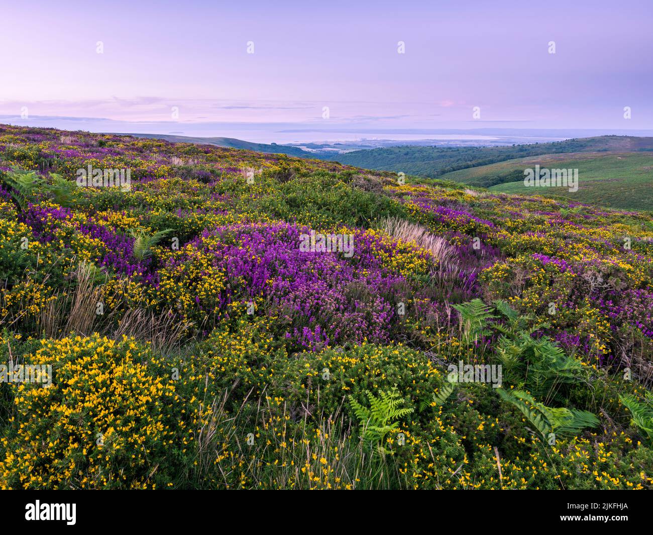 Heather and Gorse on Thorncombe Hill in late summer in the Quantock Hills with the Bristol Channel beyond, Somerset, England. Stock Photo