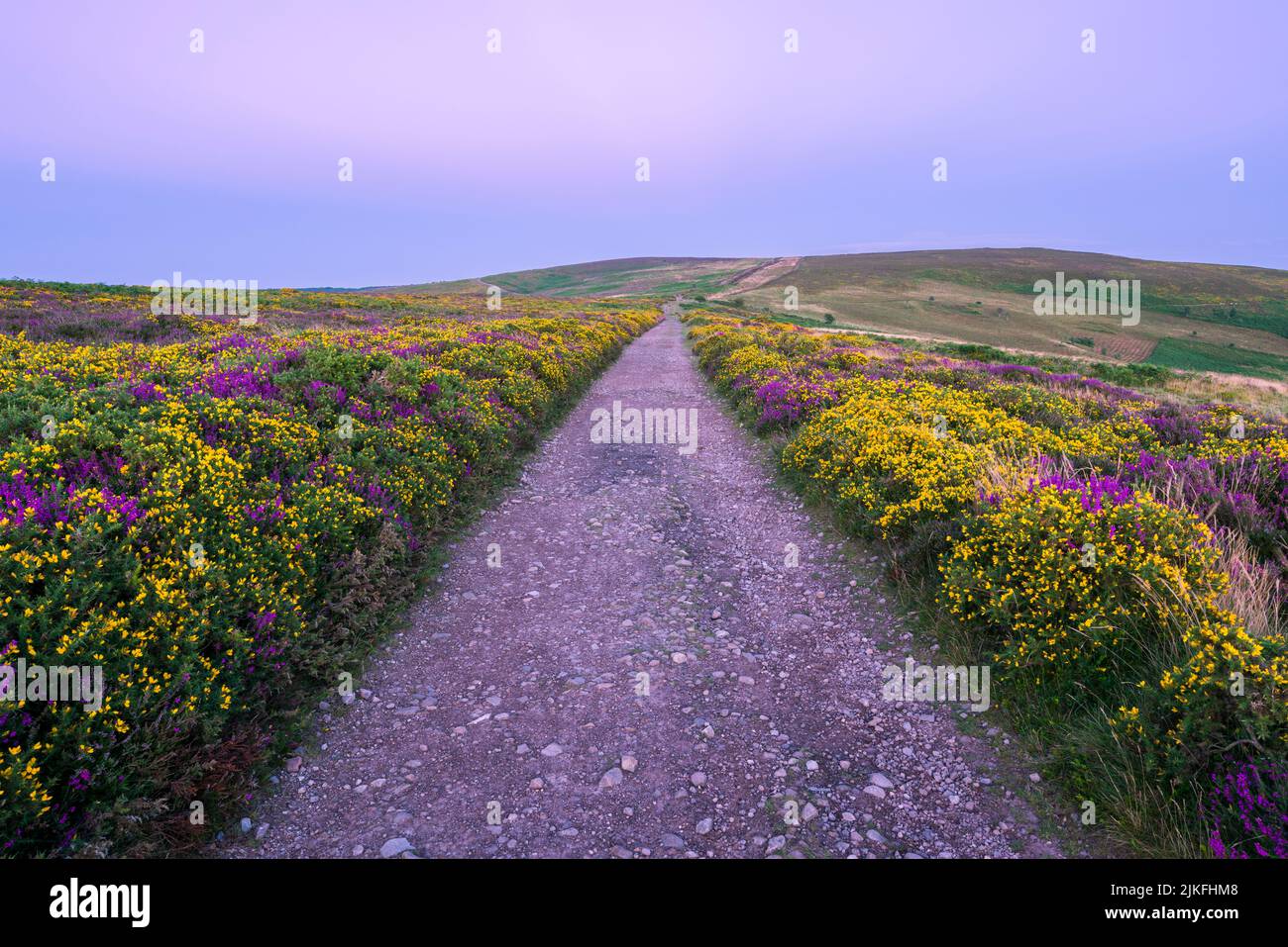 The bridleway leading to Hurley Beacon beyond through heather and gorse on Thorncombe Hill in late summer in the Quantock Hills, Somerset, England. Stock Photo