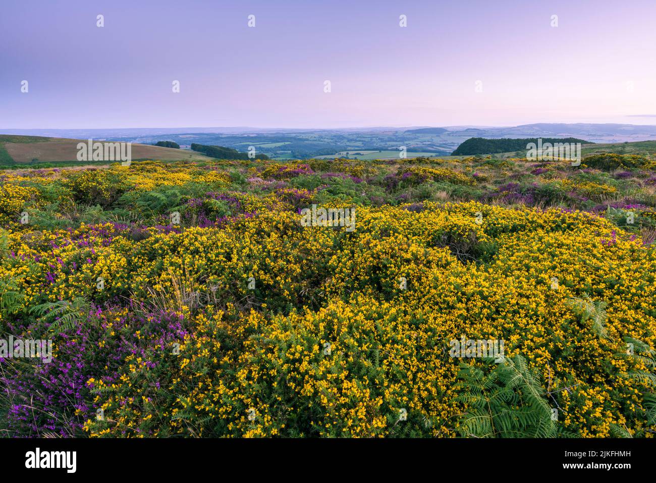 Western gorse (Ulex gallii) in bloom on Thorncombe Hill in late summer in the Quantock Hills, Somerset, England. Stock Photo