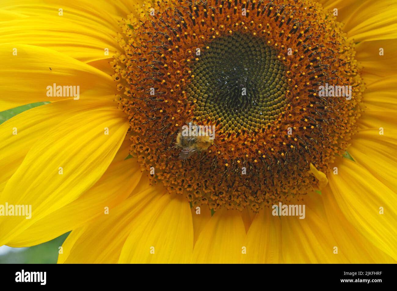 Sunflowers with bumblebees Stock Photo