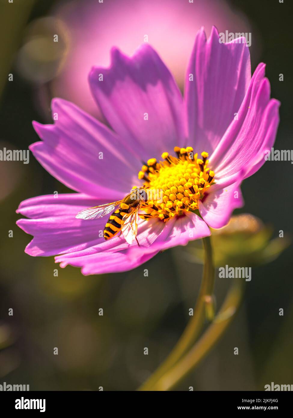 Purple cosmos flower plant hi-res stock photography and images - Alamy