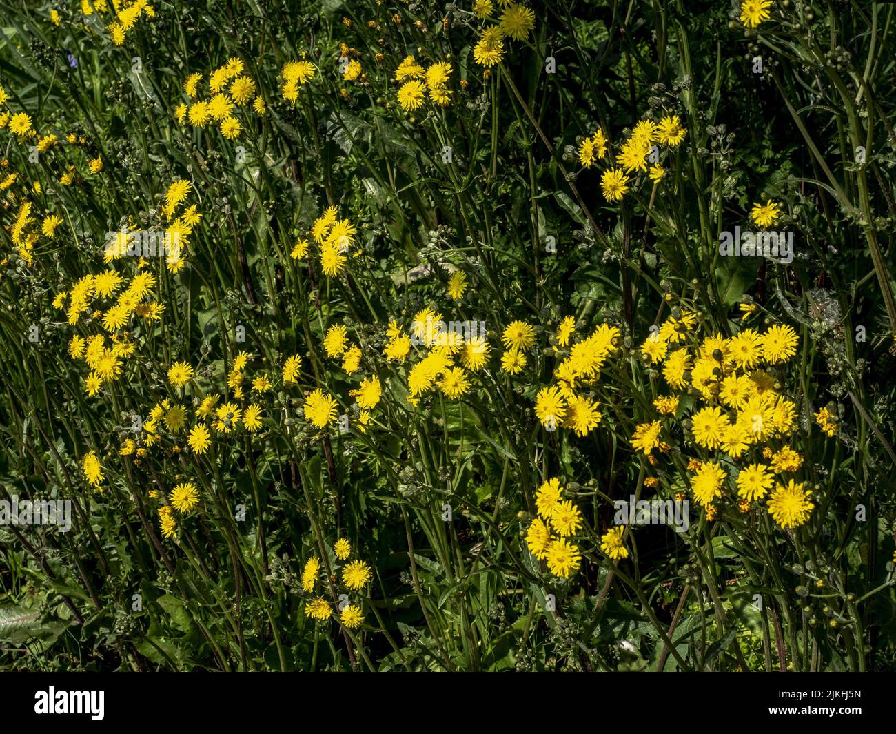 A closeup shot of wild yellow hawks-beard flowers on a sunny day Stock Photo