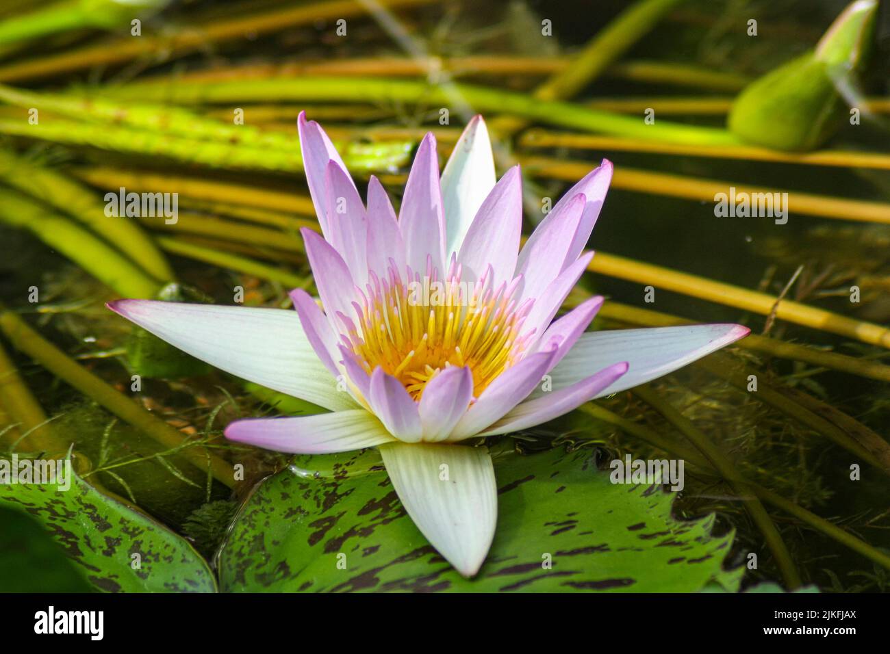 A closeup of a water lily Stock Photo