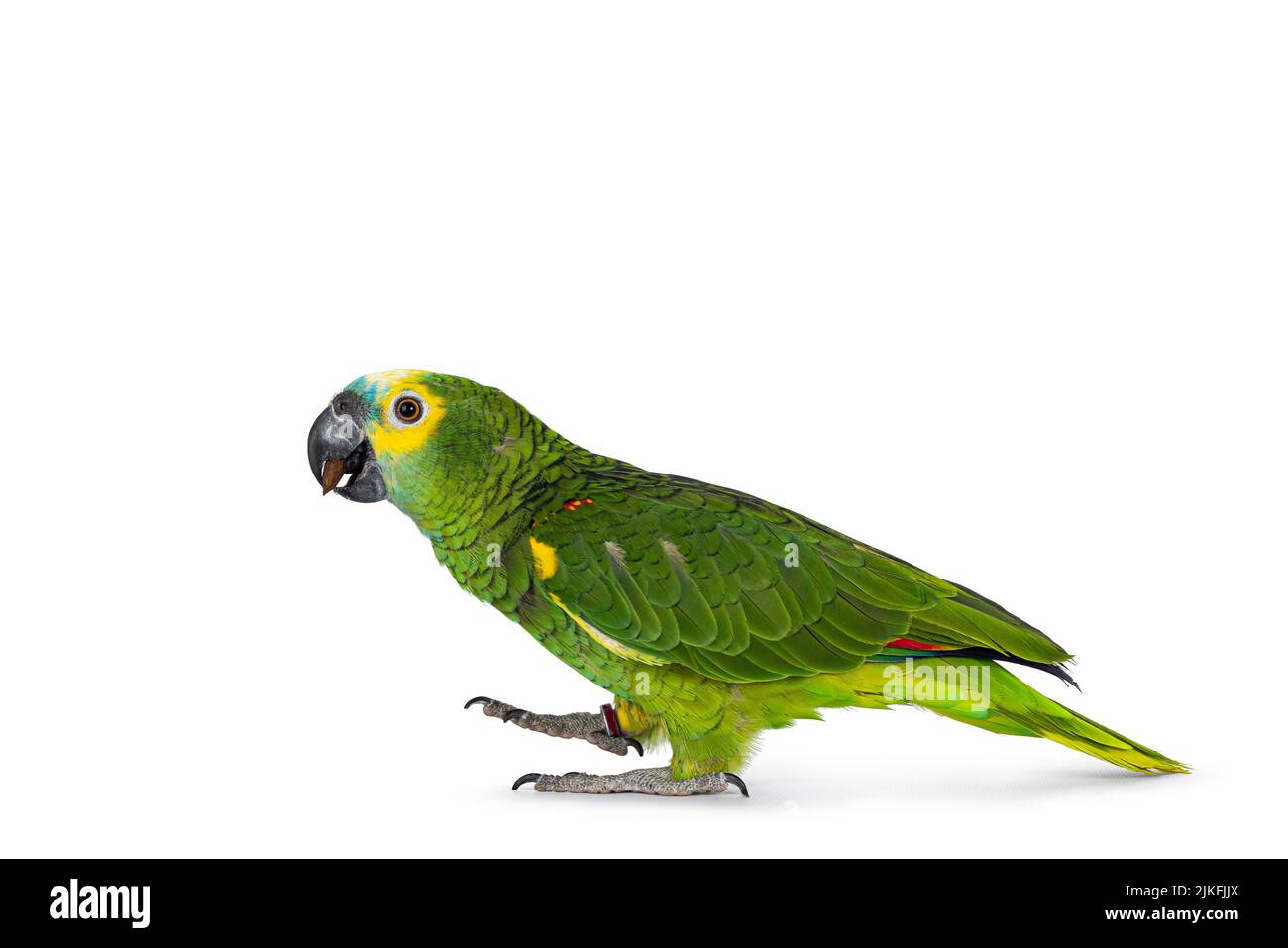 Blue or turquoise fronted Amazone parrot aka Amazona aestiva, walking side ways. Looking to the side showing profile. Isolated on a white background. Stock Photo