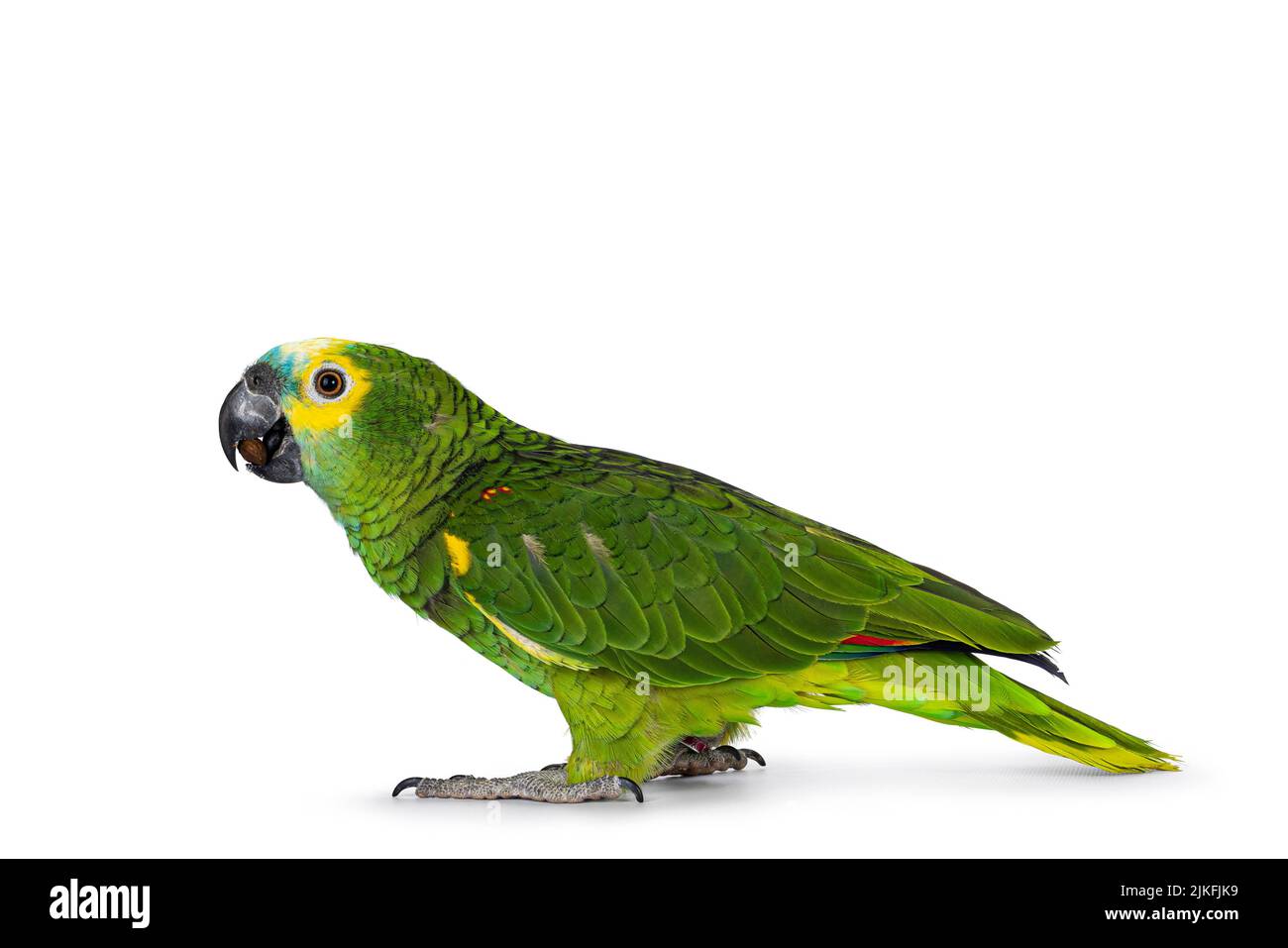Blue or turquoise fronted Amazone parrot aka Amazona aestiva, sitting side ways. Looking to the side showing profile. Isolated on a white background. Stock Photo