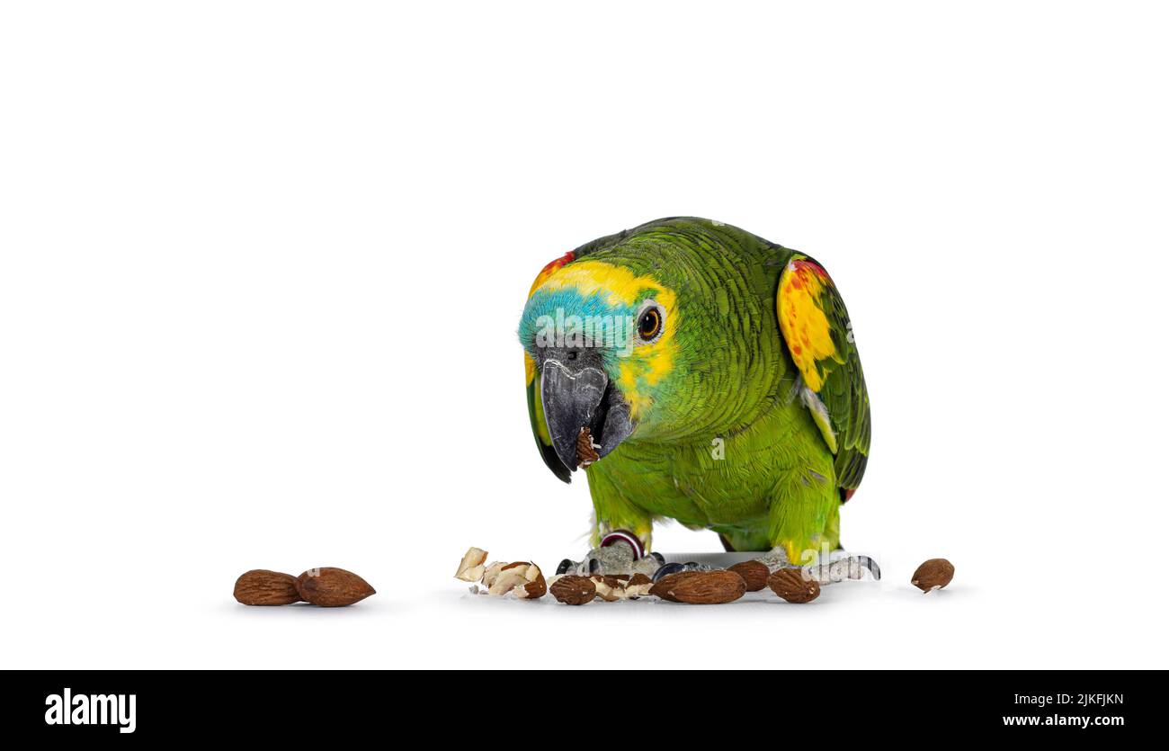 Blue or turquoise fronted Amazone parrot aka Amazona aestiva, sitting facing front eating. Looking down to the food. Isolated on a white background. Stock Photo