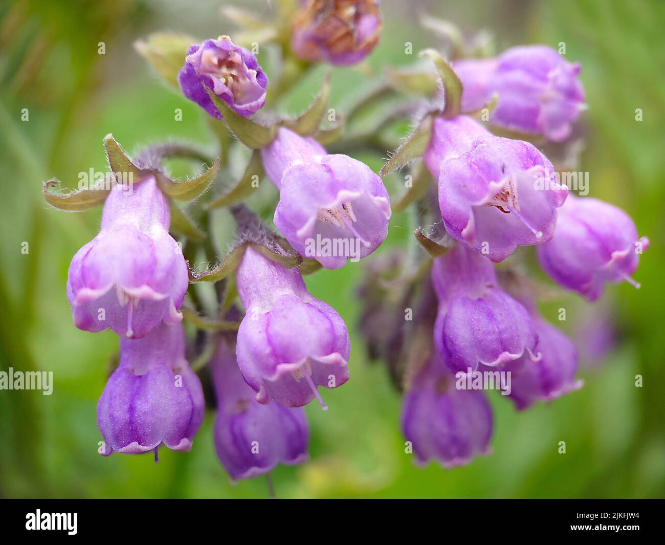 Background image unopened bell lilac phlox close-up Stock Photo