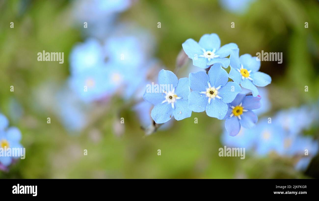 Small blue petals of forget-me-nots flowers close-up Stock Photo