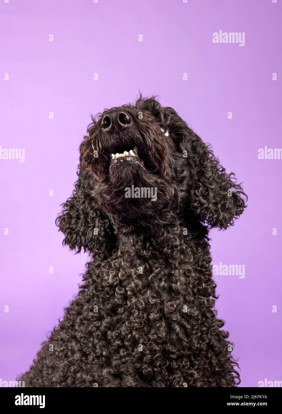 A beautiful black Labradoodle dog, photographed in a studio and looking towards the camera. Photographed against a plain purple background Stock Photo