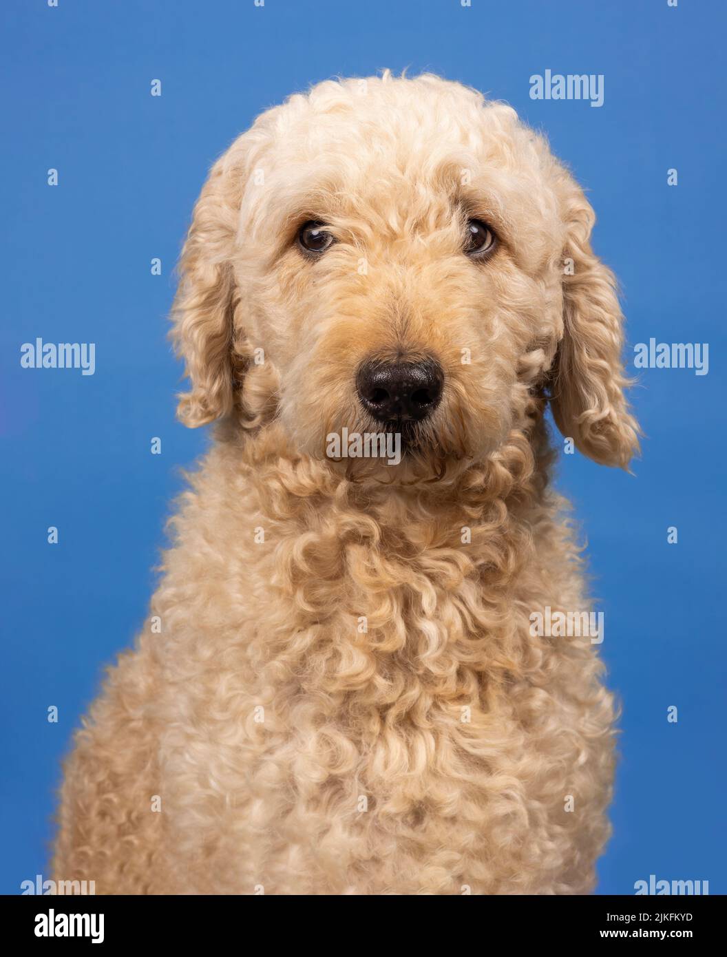 A beautiful beige Labradoodle dog, photographed in a studio and looking towards the camera. Photographed against a plain blue background Stock Photo