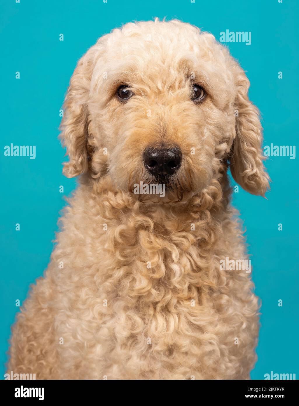 A beautiful beige Labradoodle dog, photographed in a studio and looking towards the camera. Photographed against a plain turquoise background Stock Photo
