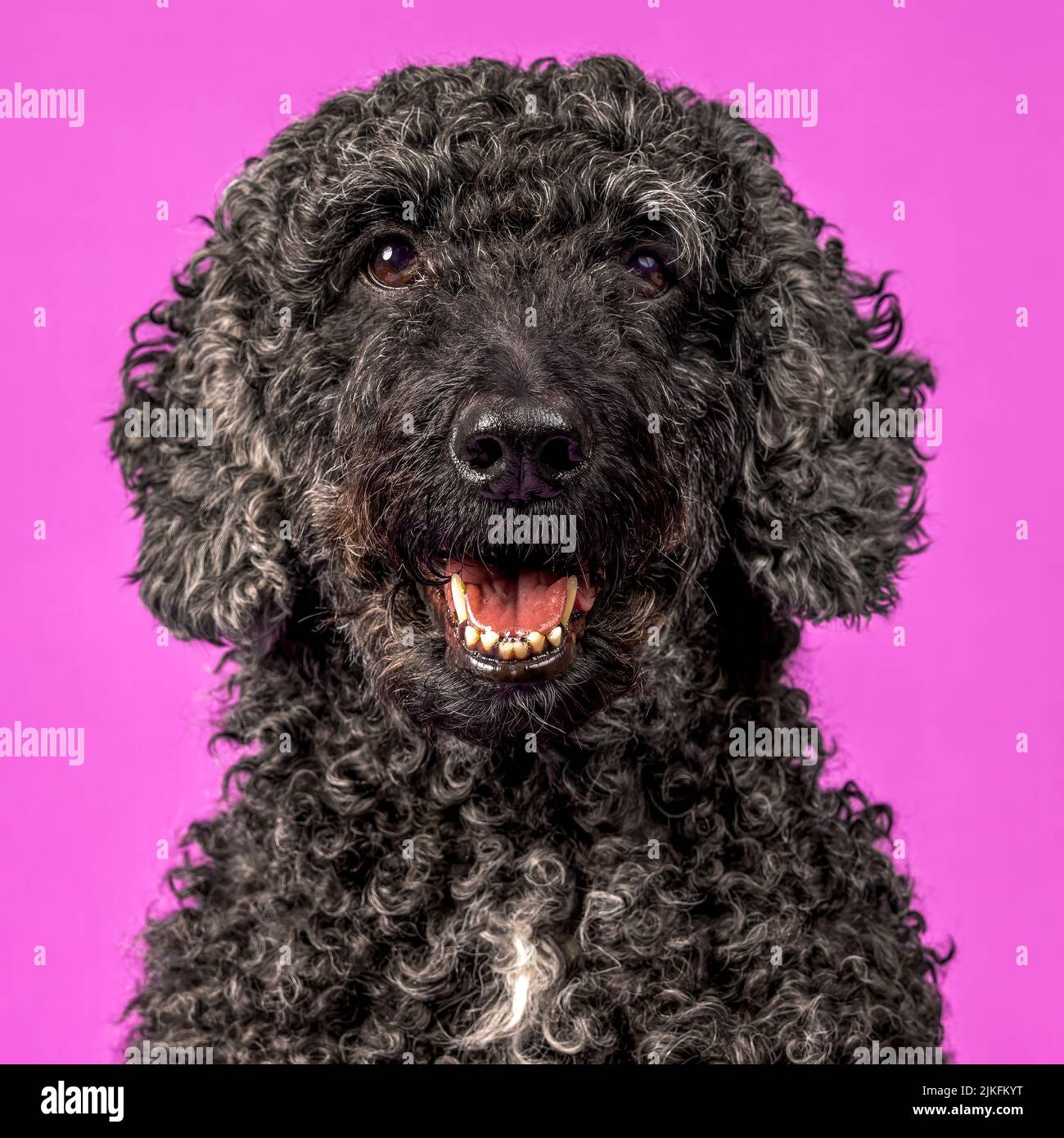 A beautiful black Labradoodle dog, photographed in a studio and looking towards the camera. Photographed against a plain pink background Stock Photo