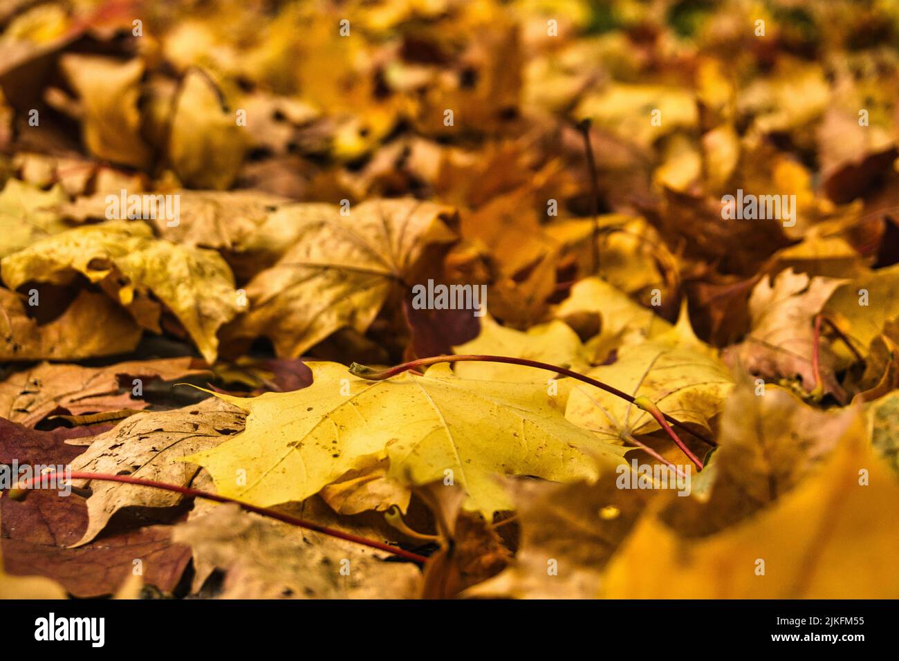 Golden fallen leaves covering the ground in autumn park Stock Photo - Alamy