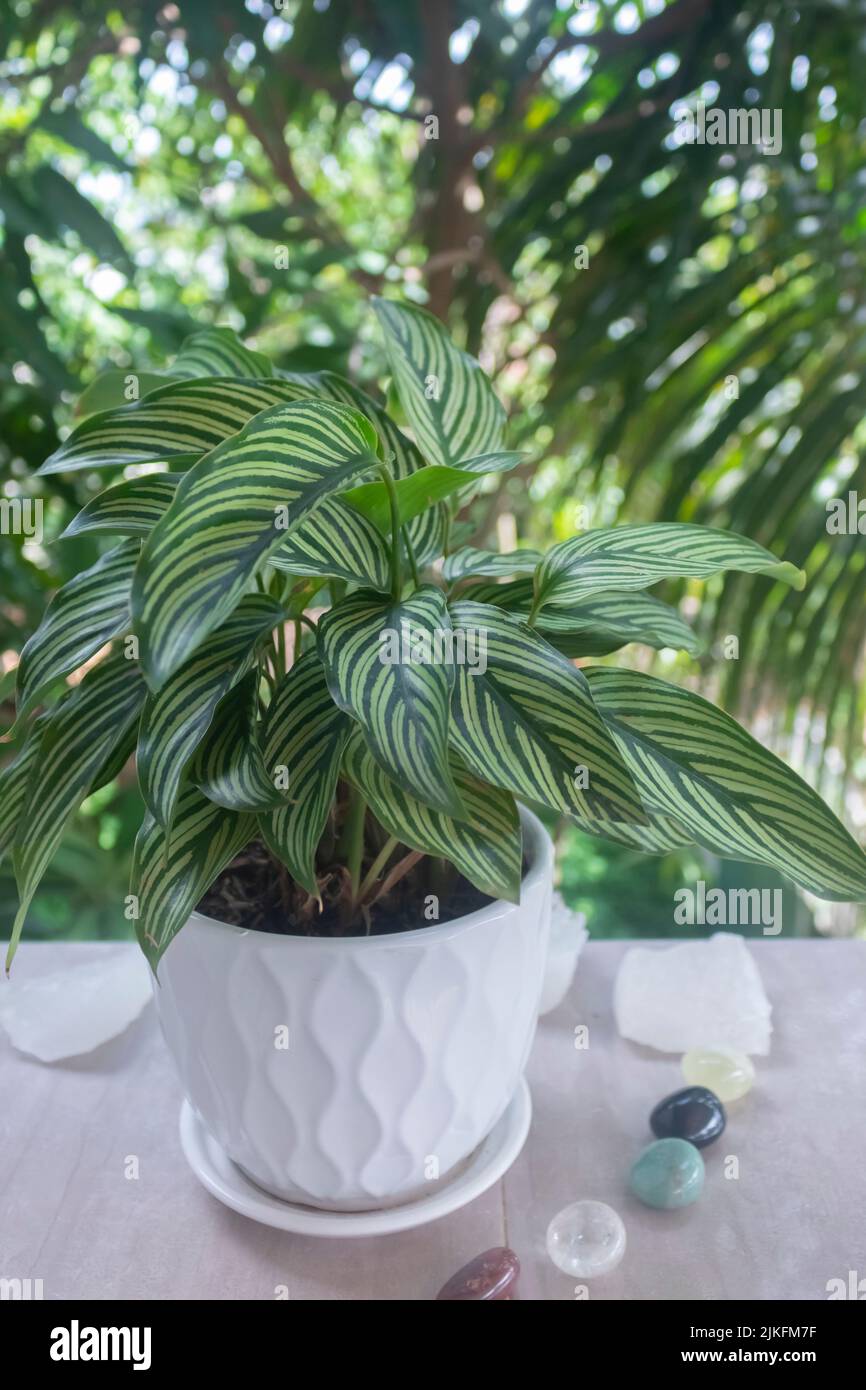 Tropical houseplants. Calathea Vittata plant (Prayer plant) on the balcony de focused garden