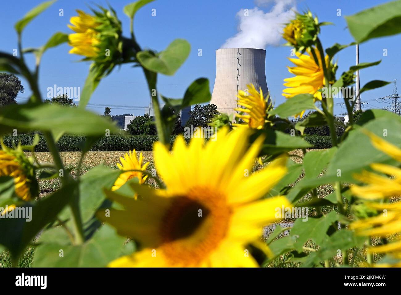 Why Are Sunflowers Planted In The Shadow Of Nuclear Disasters? – PJLM