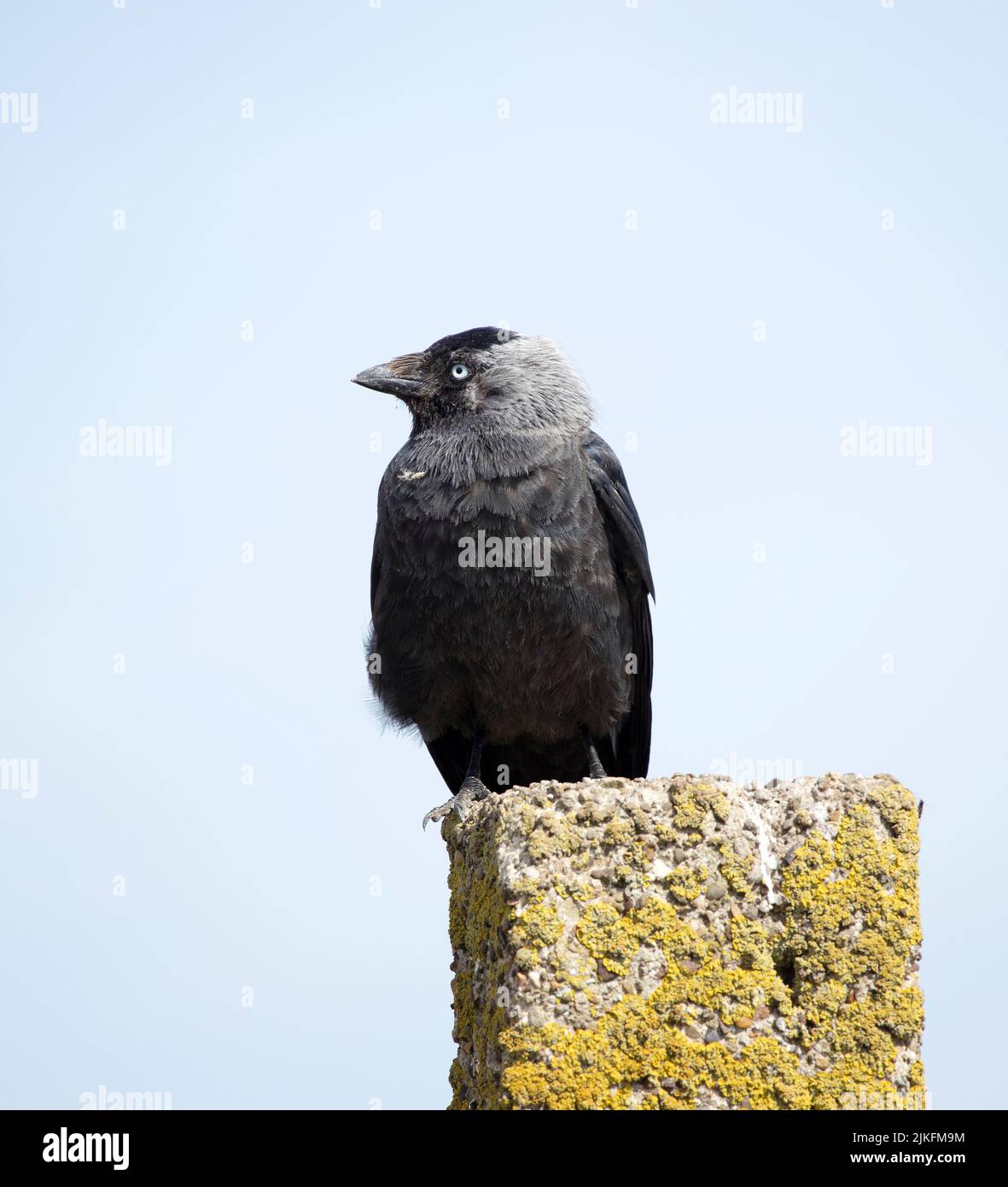 The Jackdaw is the smallest member of the Crow family found in the UK