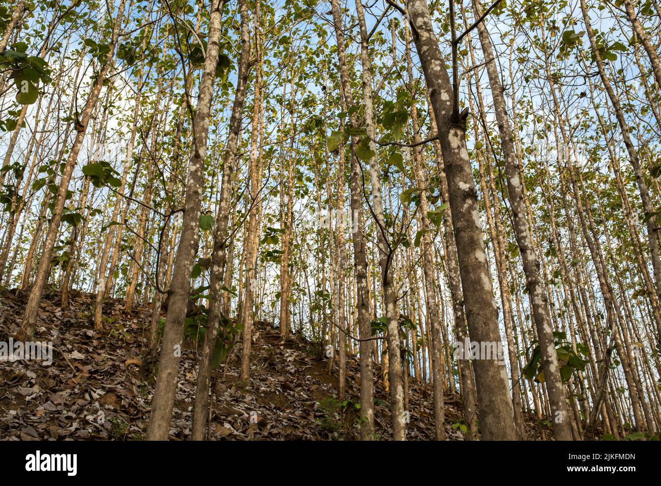 Teak wood forest in Indonesia Stock Photo