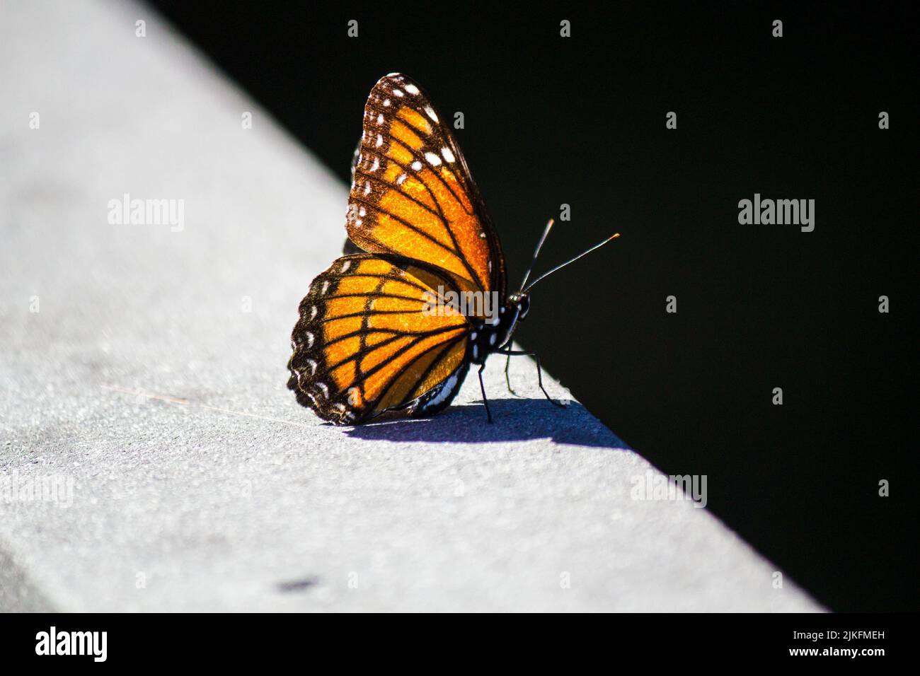 A closeup of a viceroy butterfly on a metal surface Stock Photo