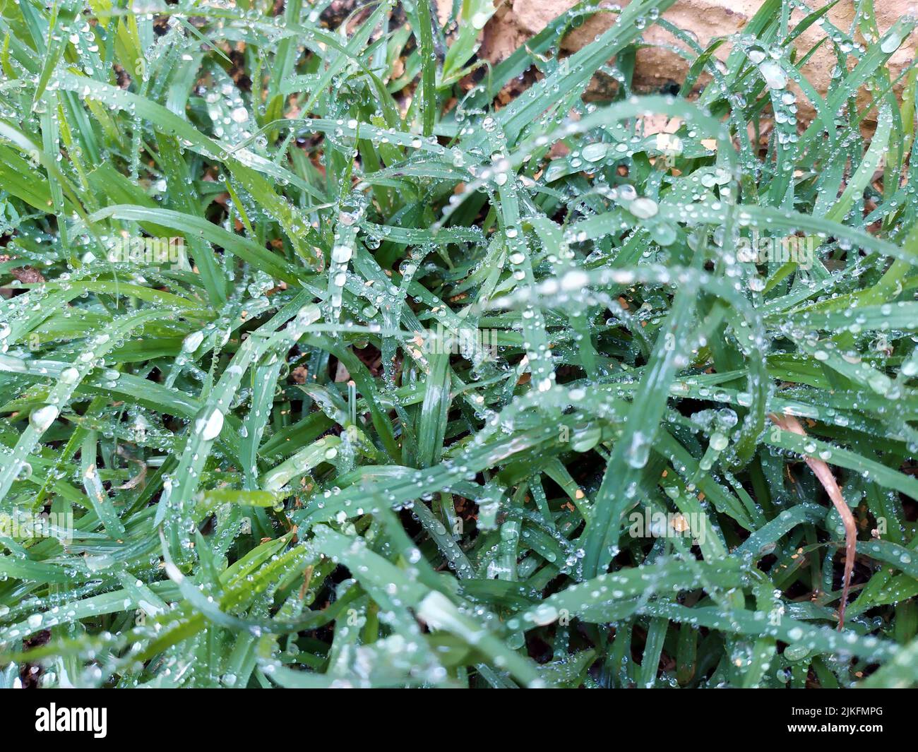 small rain dropes on small green leafs Stock Photo