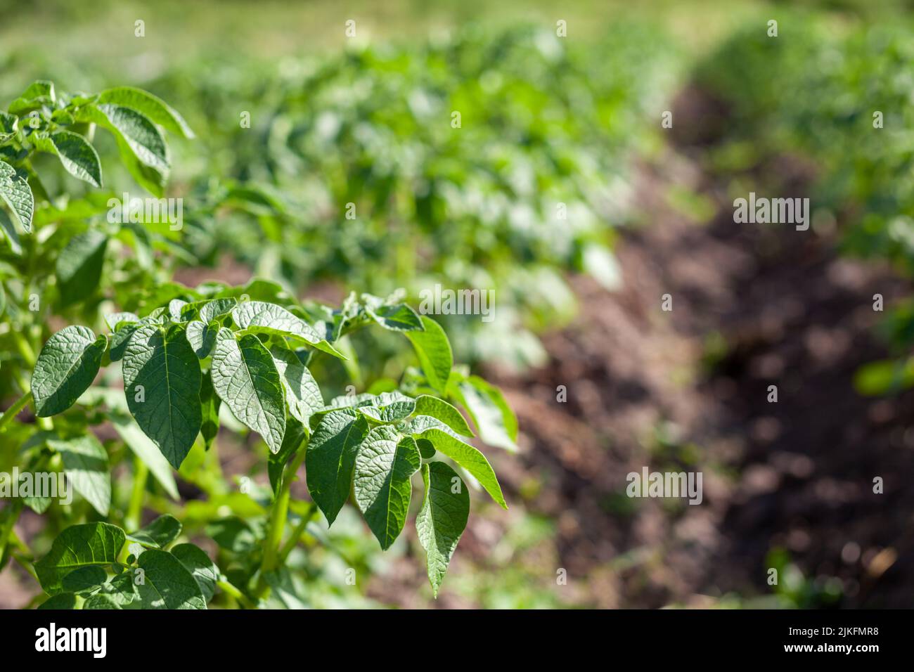 Potatoes Rows Rows of potatoes in the home garden. Preparation for harvesting. potato ...