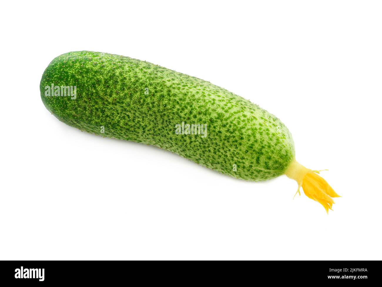 Cucumber with yellow flower isolated on white Stock Photo Alamy