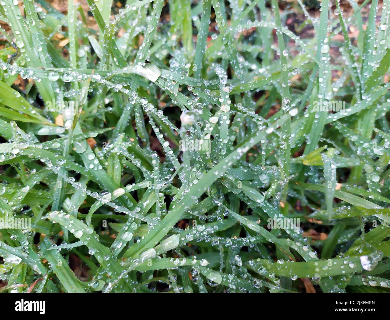 small rain dropes on small green leafs Stock Photo