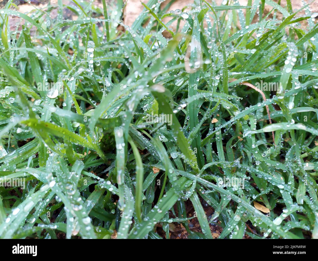 small rain dropes on small green leafs Stock Photo