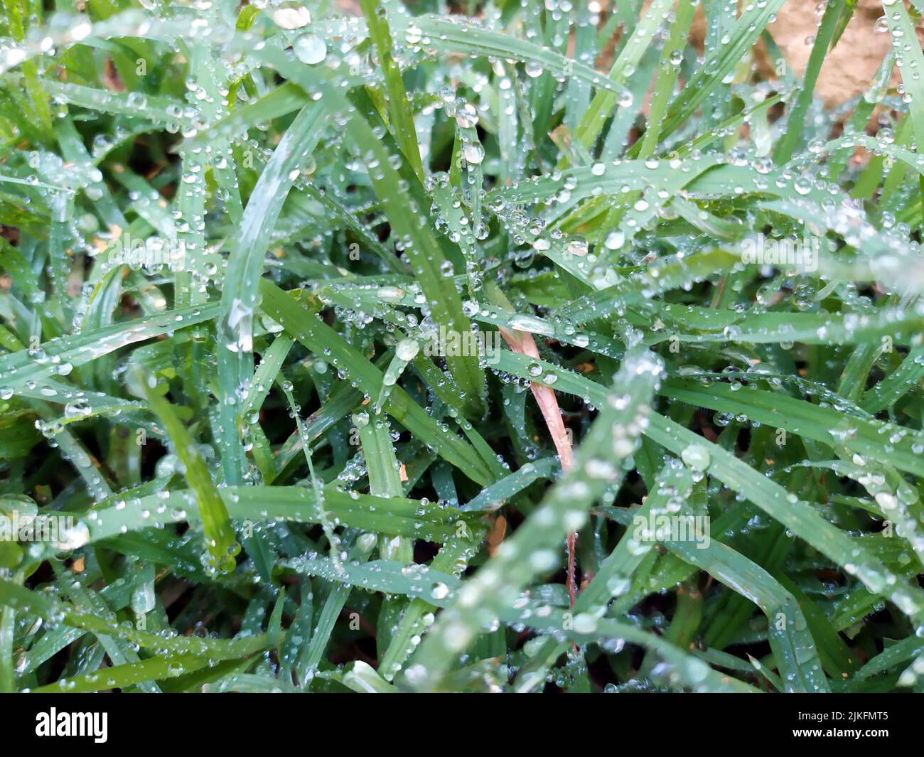 small rain dropes on small green leafs Stock Photo