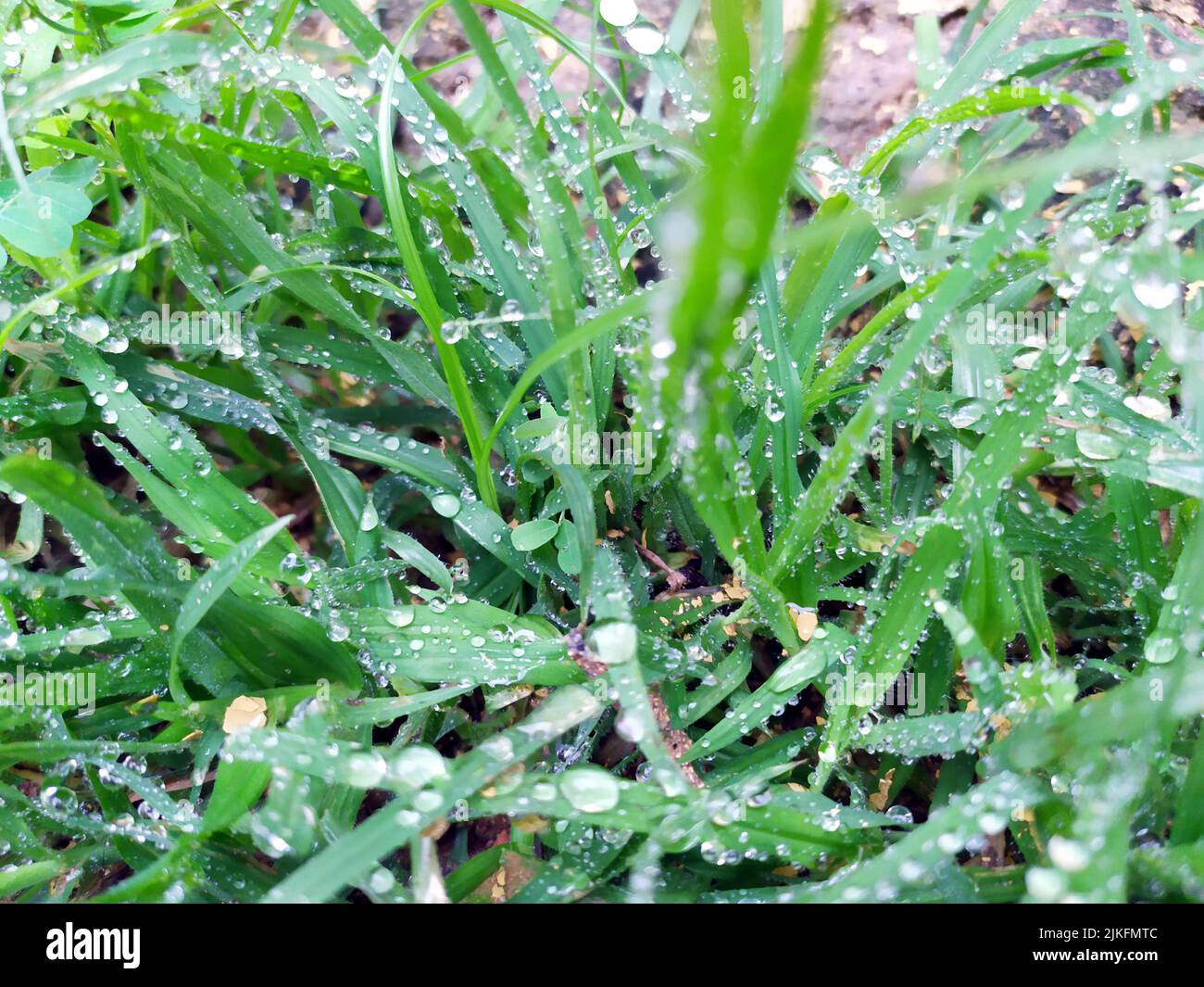 small rain dropes on small green leafs Stock Photo