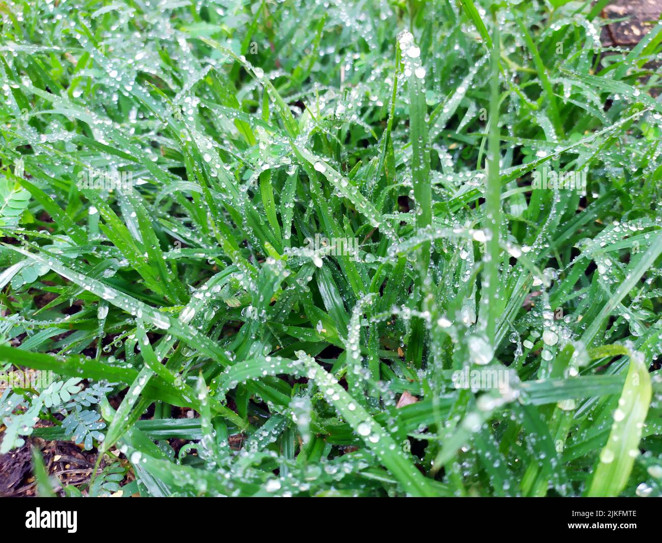 small rain dropes on small green leafs Stock Photo