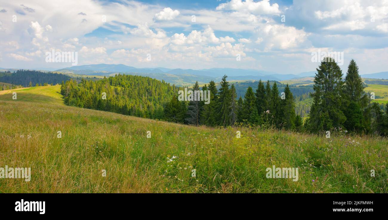 carpathian countryside landscape in summer. fields and forest on the rolling hill. mountain ridge in the distance beneath a sky with fluffy clouds in Stock Photo