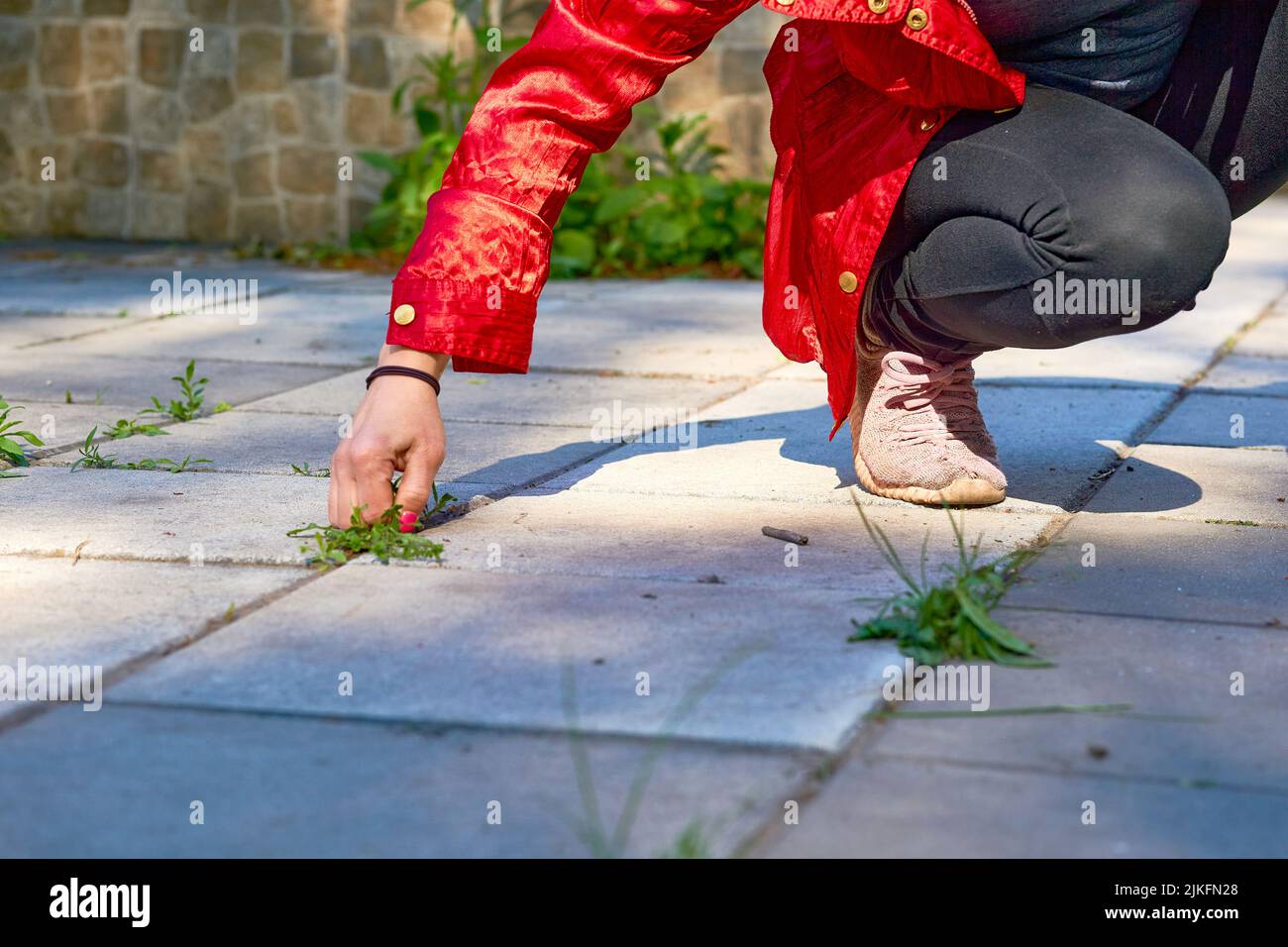 A young woman pulls out grass sprouted in a tile on the site near the house Stock Photo