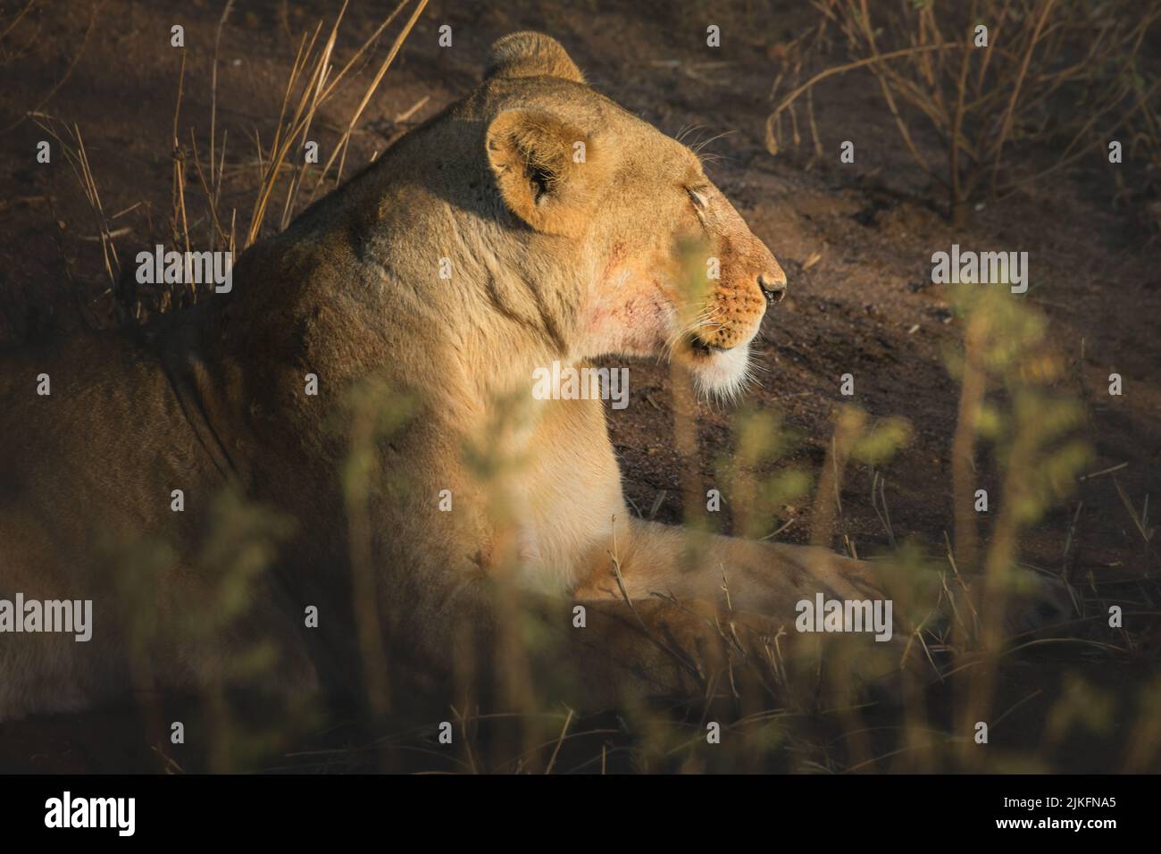 Resting lioness, stained with blood after eating. Serengeti National Park Tanzania Stock Photo