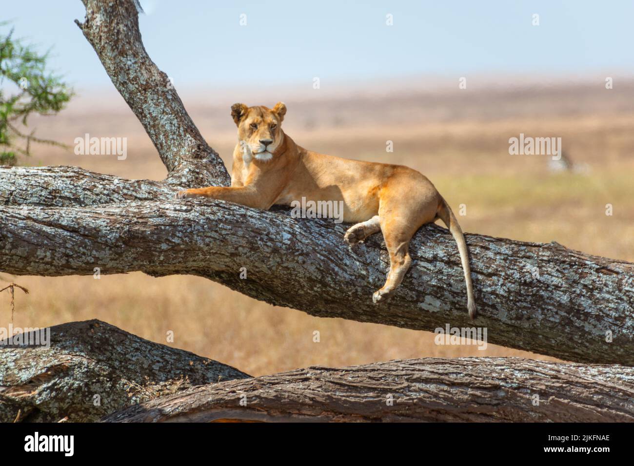 Close up of Lioness resting in a tree. Serengeti National Park Tanzania Stock Photo