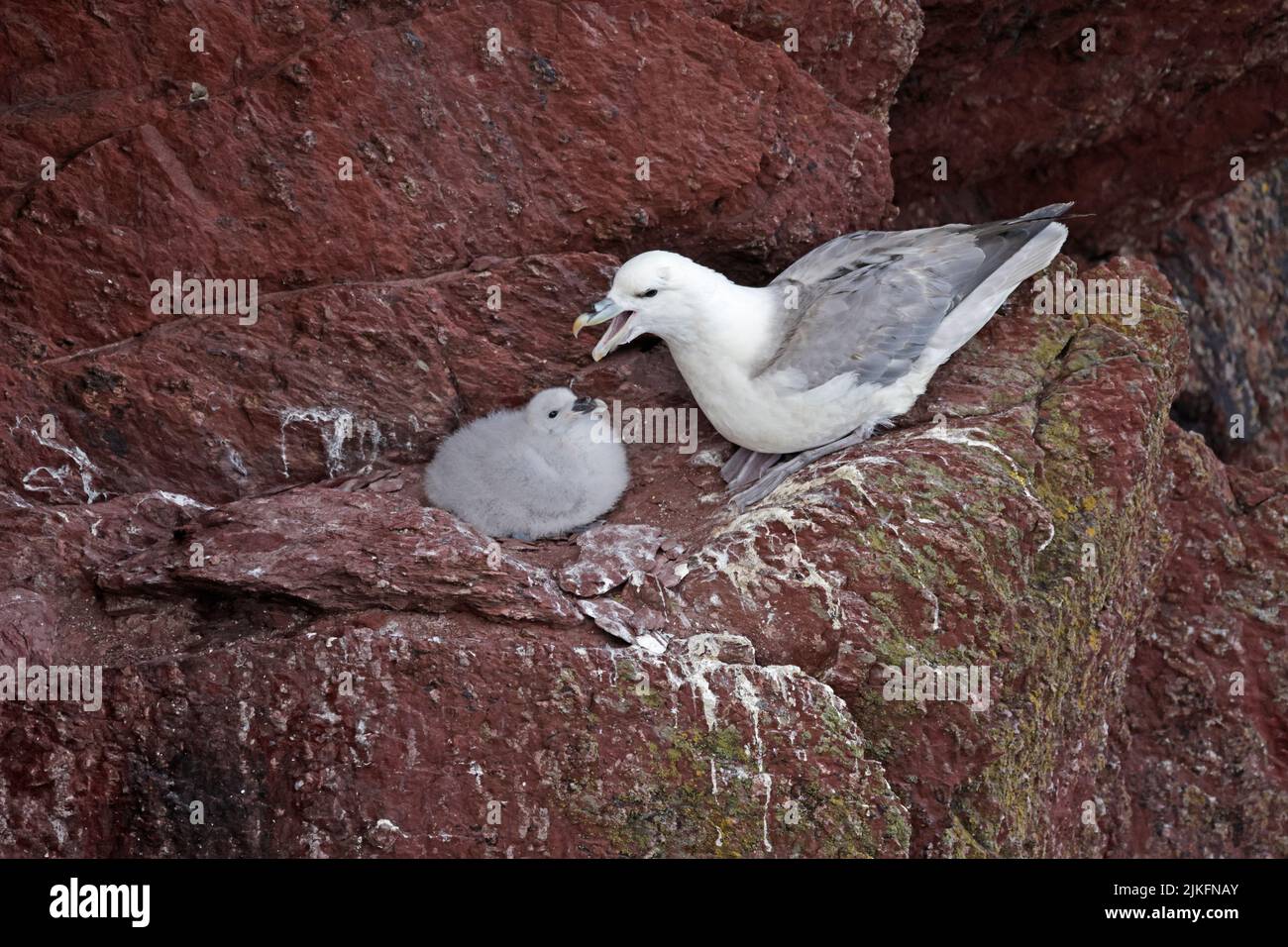 Northern Fulmar with chick on Skokholm Wales Stock Photo