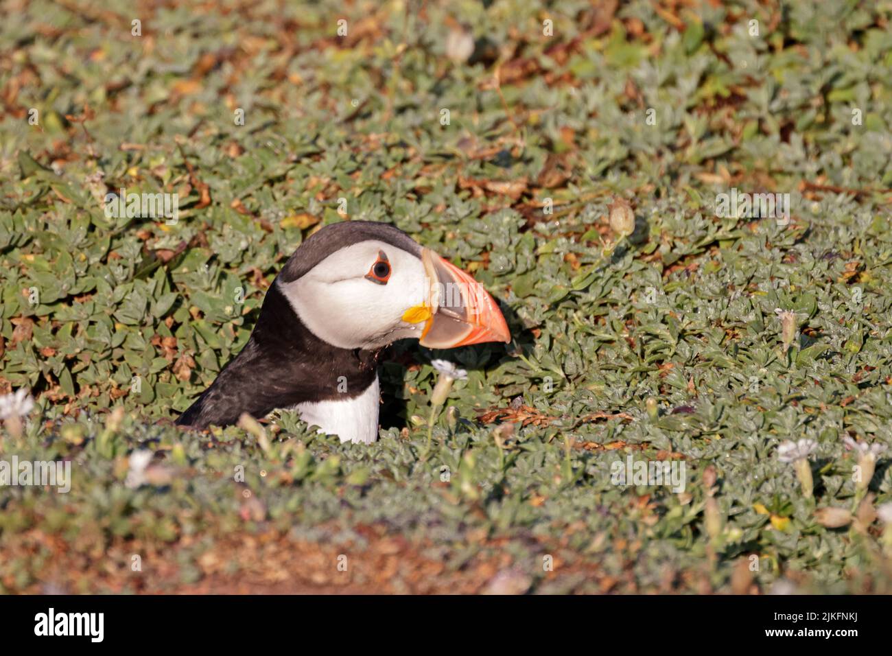 Atlantic Puffin emerging from a burrow on Skokholm Island Wales UK Stock Photo