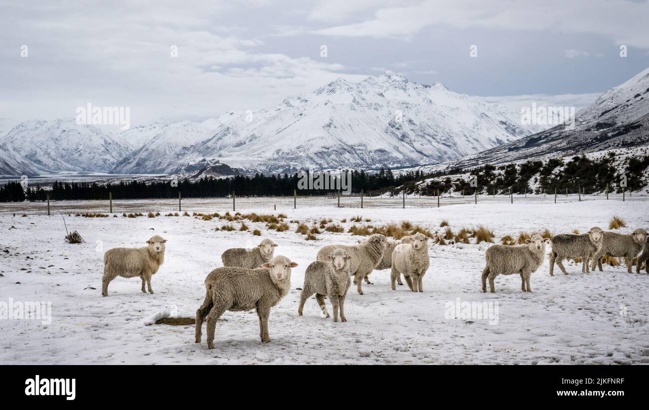 New Zealand winter landscape with sheep in snow covered meadow searching for grass, Ashburton Lakes region, South Island. Stock Photo