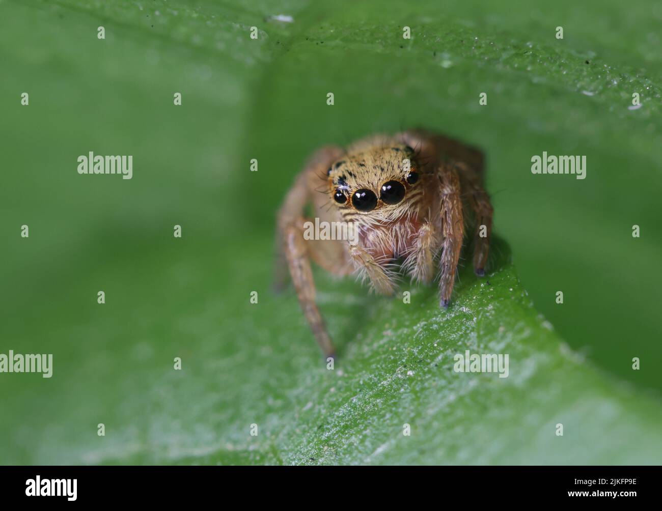 Jumping insects hi-res stock photography and images - Alamy